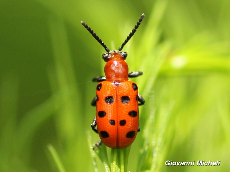 Crioceris duodecimpunctata, Chrysomelidae